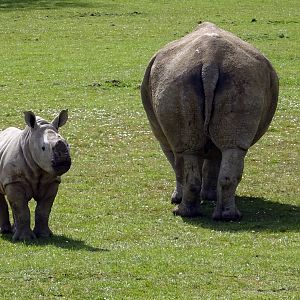 Southern White Rhinos