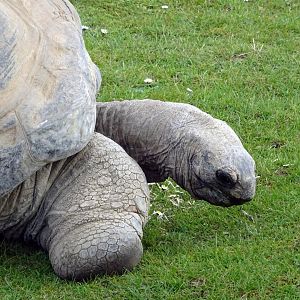 Giant Tortoise