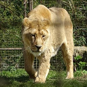 Asiatic Lion