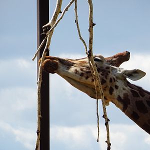 Rothschild's Giraffe