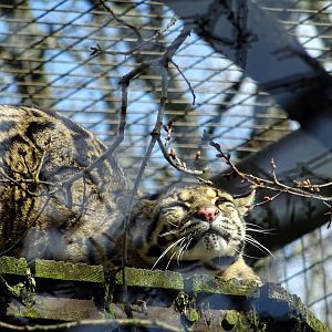 Clouded Leopard