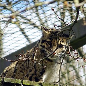 Clouded Leopard