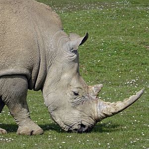 Southern White Rhino