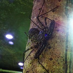 Whip Scorpion