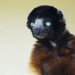 Crowned Sifaka