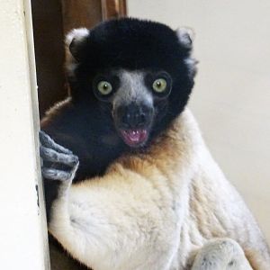 Crowned Sifaka