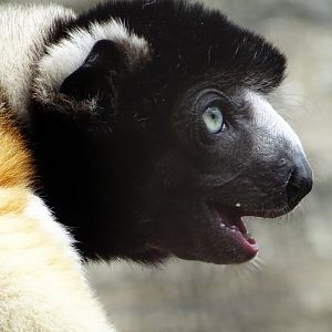 Crowned Sifaka
