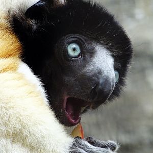 Crowned Sifaka
