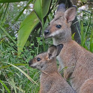 Red-necked wallabies.