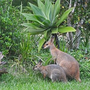 Red-necked wallabies, adult female + Joey.