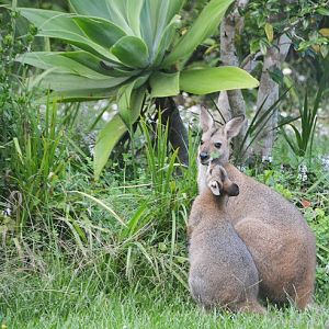Red-necked wallabies.