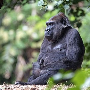 Western gorilla 'Yuska'