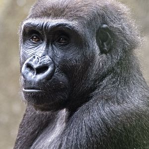 Western gorilla 'Kanzi'