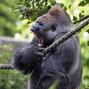 Western gorilla 'Otana'