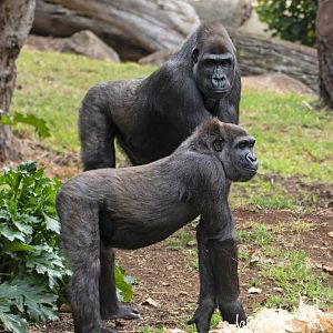 Western gorillas 'Kimya' and 'Kanzi'