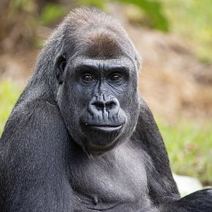 Western gorilla 'Kimya'