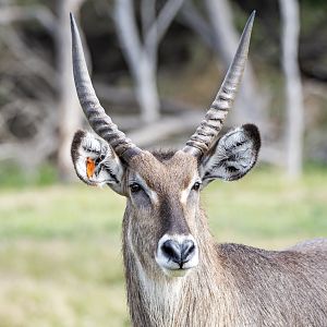 Waterbuck