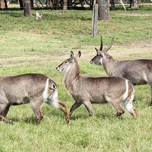 Waterbuck