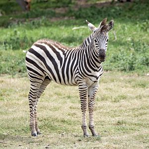Zebra Foal