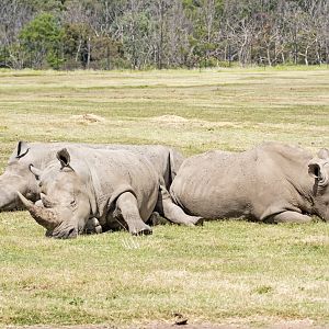 Southern white rhinoceros