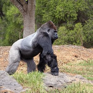Western gorilla 'Yakini'