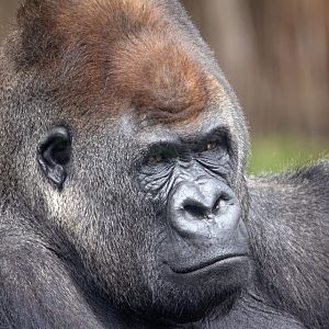 Western gorilla 'Yakini'
