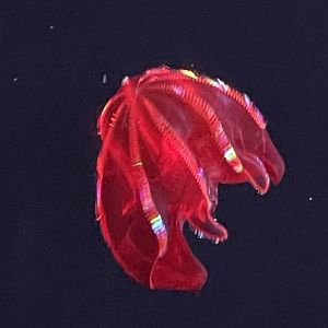 Blood belly comb jelly