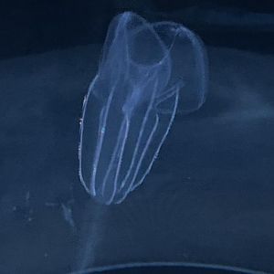 Lobed comb jelly