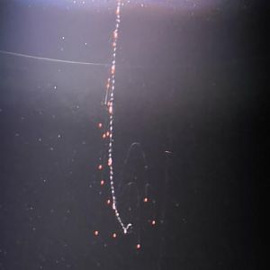 Common siphonophore