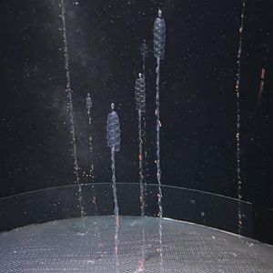Common siphonophore