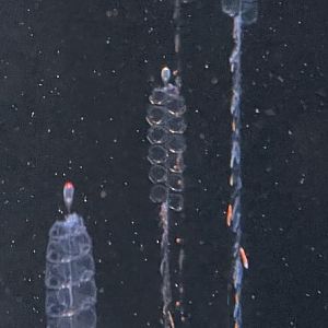 Common siphonophore
