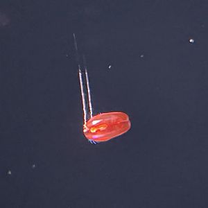 Red x comb jelly