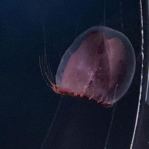 Red paper lantern jelly