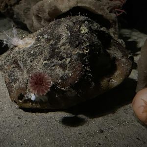 Psolus sea cucumber, apple anemone and more