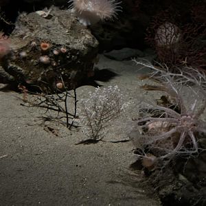 Psolus sea cucumber, white tree coral, anemones, Deep-sea carnation coral and more