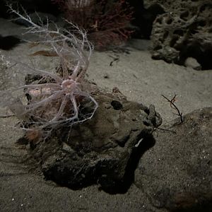 Psolus sea cucumbers and more