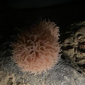 Pom-pom anemone