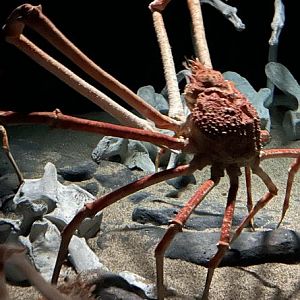 Giant spider crab