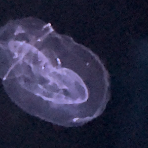 Unknown comb jelly (food)