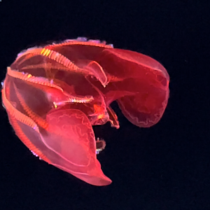 Blood belly comb jelly