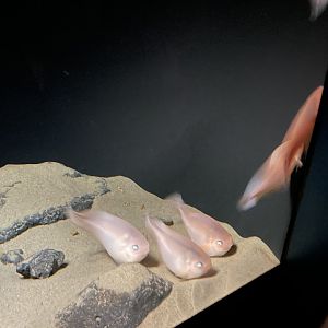 Salmon snailfish