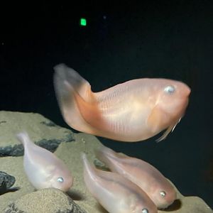 salmon snailfish