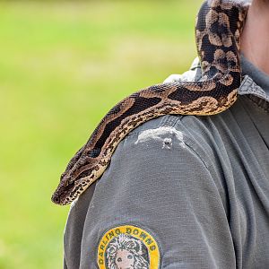 Dumeril's Boa