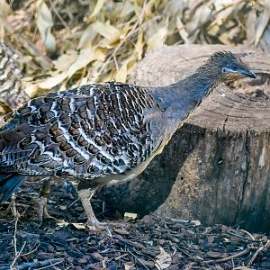 Malleefowl