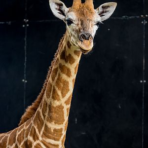 New Giraffe Calf at Darling Downs Zoo