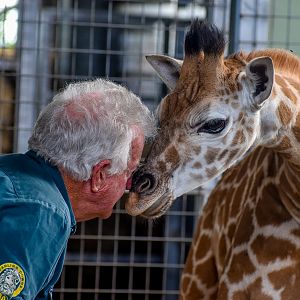 New Giraffe Calf at Darling Downs Zoo