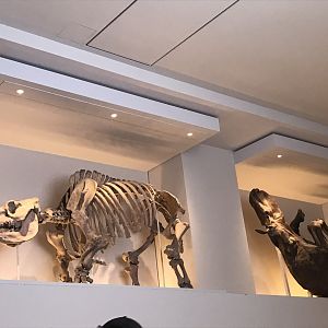 Fossilised prehistoric animals