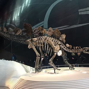 Stegosaurus “Sophie”