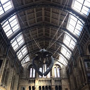 Hintze hall blue whale