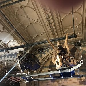 Tyrannosaurus and Triceratops skulls